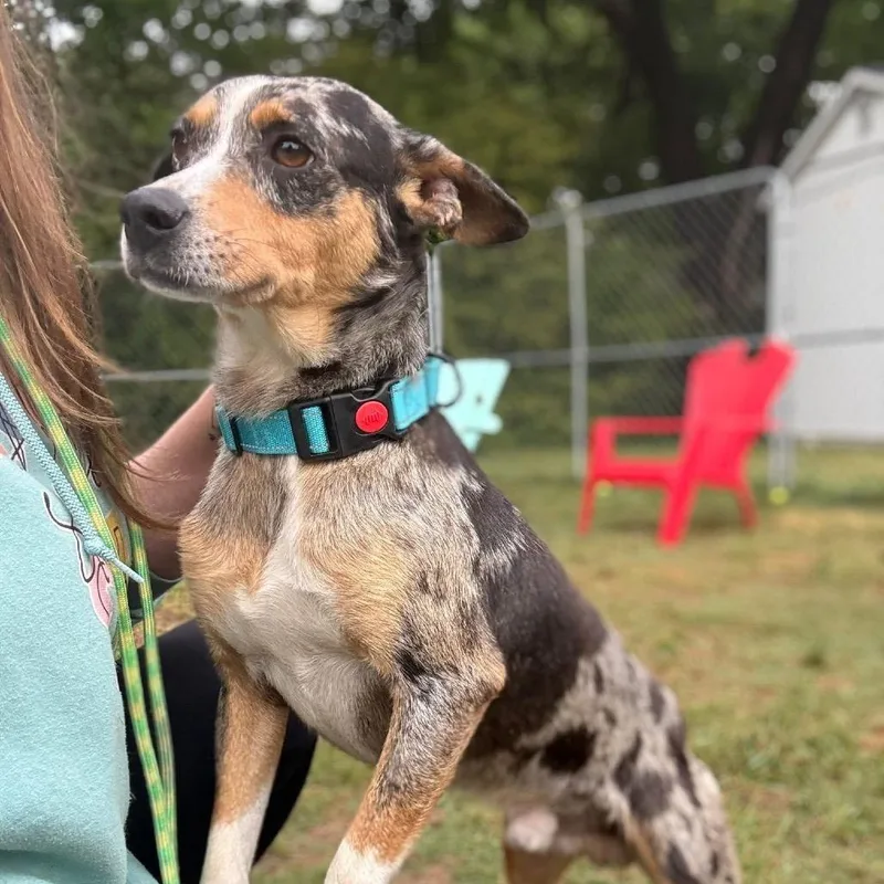 An adult medium-sized male Black Mixed Breed dog named Subwoofer for adoption in Fredericksburg, VA