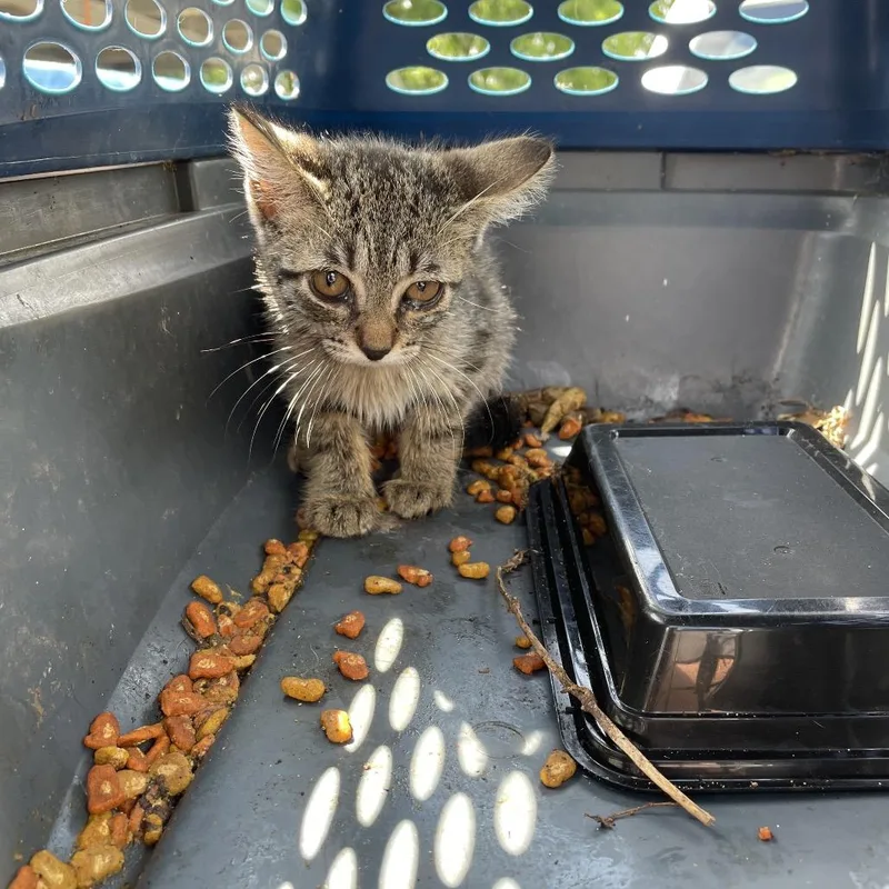 A baby small-sized female Gray / Blue / Silver Domestic Short Hair cat named Chickadee for adoption in Lake Jackson, TX