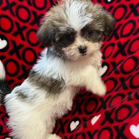 A baby small-sized female Tricolor (Brown, Black, & White) Yorkshire Terrier dog named Betty for adoption in Bartonsville, PA