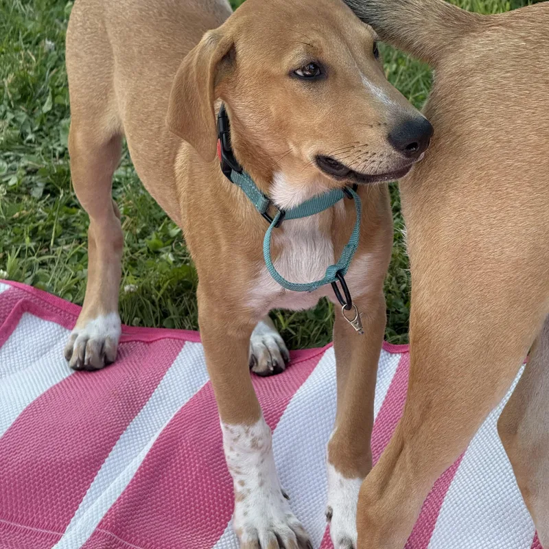 A young medium-sized male Hound dog named Diego for adoption in Pleasant Valley, NY