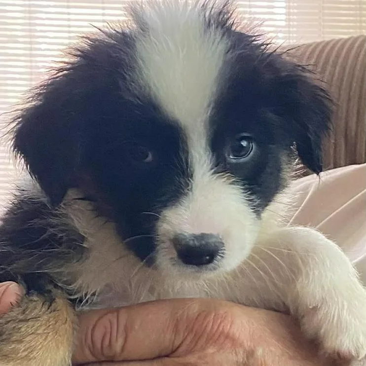 A baby medium-sized female Border Collie dog named Selene for adoption in Toledo, OH