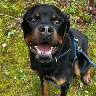 A young large-sized male Rottweiler dog named Bongo for adoption in Worcester, MA