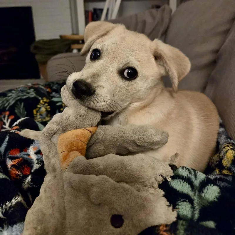 Biscuit thumbnail 5