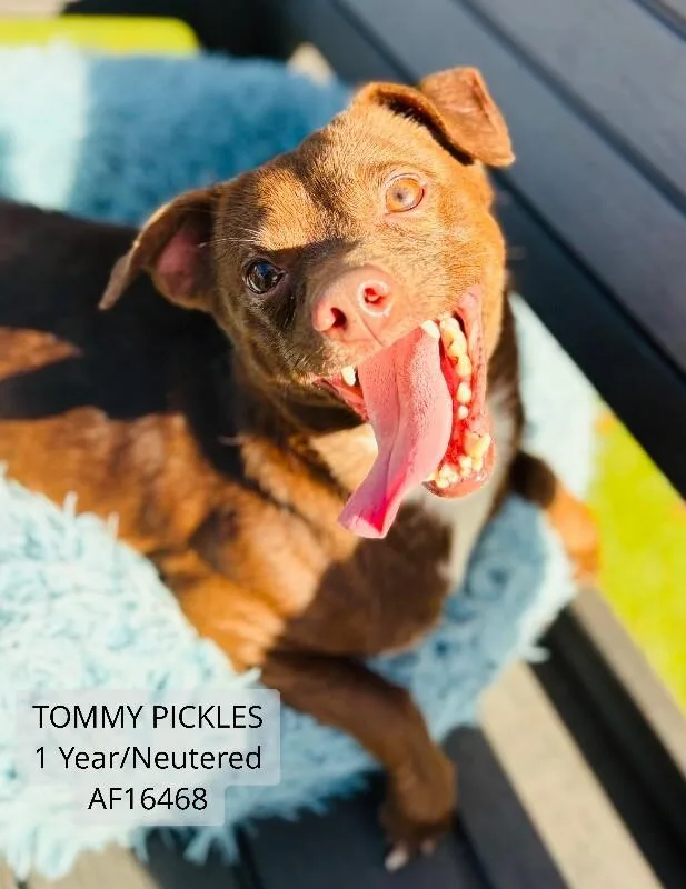 An adult small-sized male Chihuahua dog named Tommy Pickles for adoption in Supply, NC