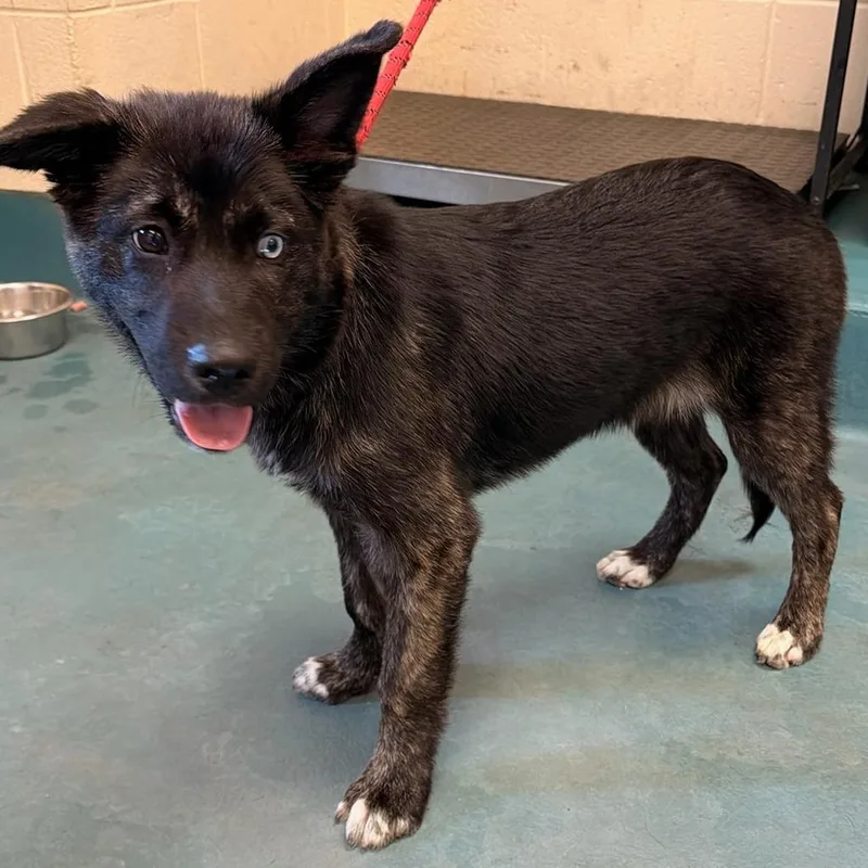 A baby small-sized male Black Mixed Breed dog named Corvid for adoption in Memphis, TN