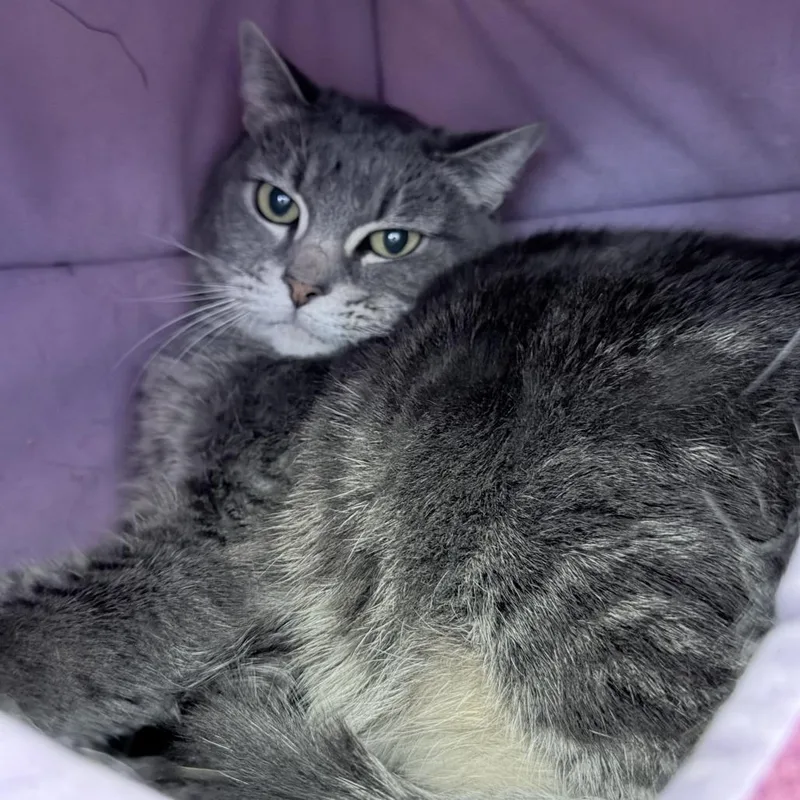 A senior large-sized female Gray / Blue / Silver Domestic Short Hair cat named Coco for adoption in Medford, OR