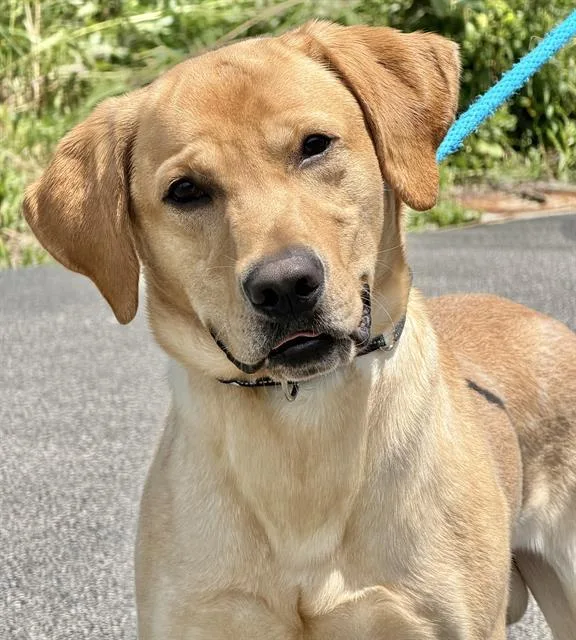 A young large-sized male Labrador Retriever dog named Samuel for adoption in Canfield, OH