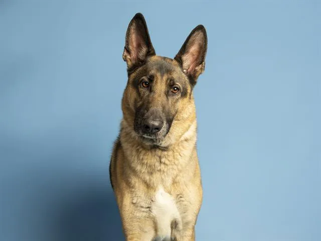 Rex
