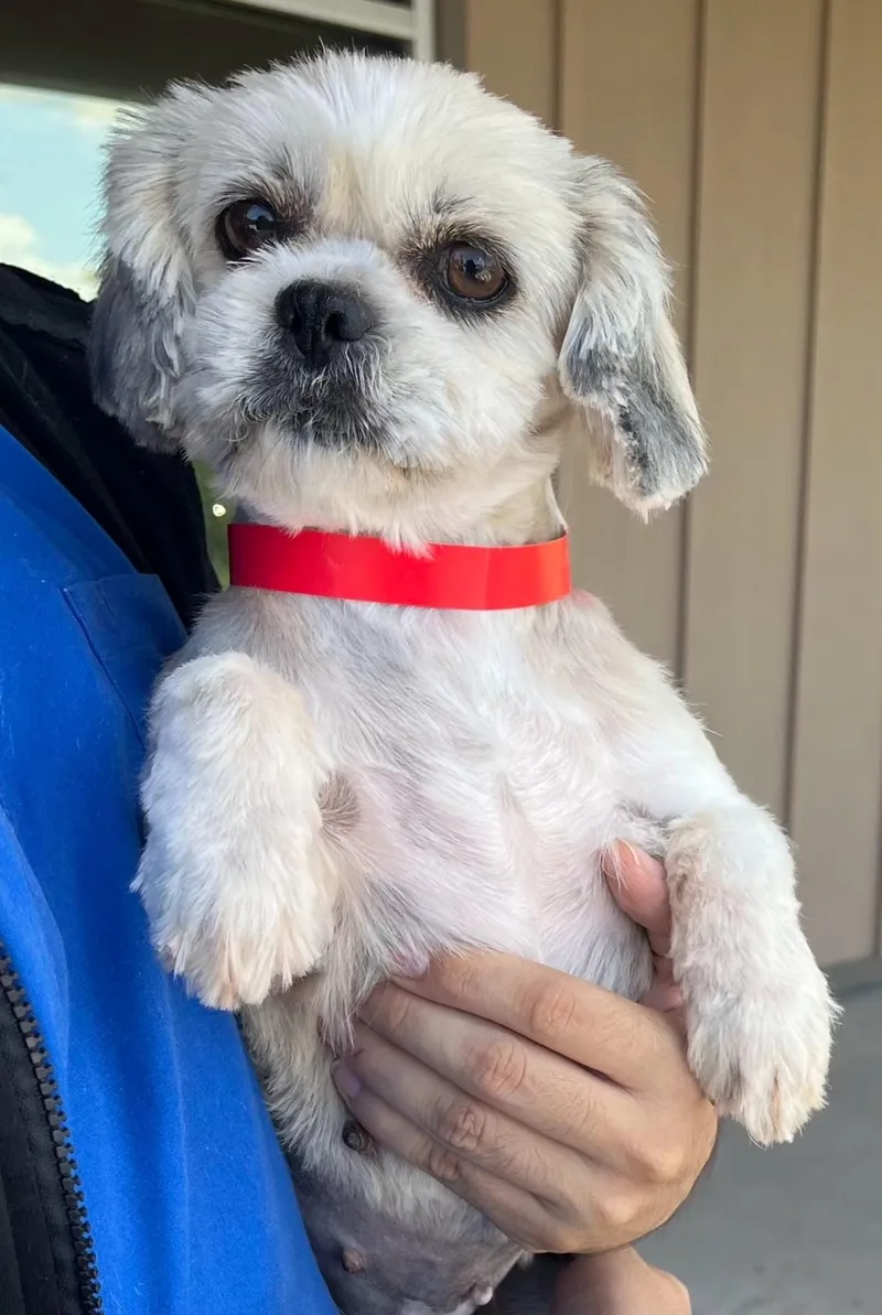 A young small-sized female Yellow / Tan / Blond / Fawn Shih Tzu dog named Daisy for adoption in Sharon, CT