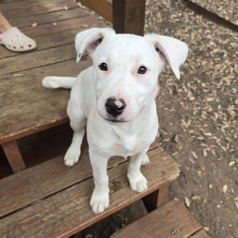 A baby medium-sized female White / Cream Shepherd dog named Willow for adoption in San Antonio, TX
