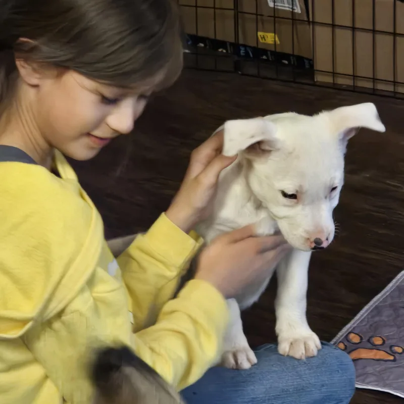 Willow thumbnail 2
