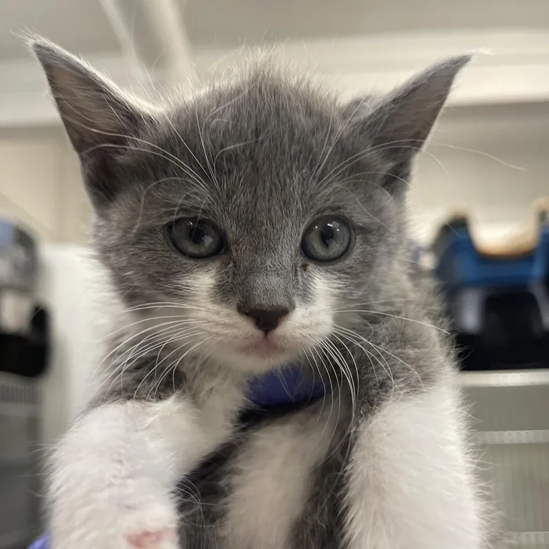 A baby small-sized female Gray / Blue / Silver Domestic Short Hair cat named Khan for adoption in Long Beach, CA