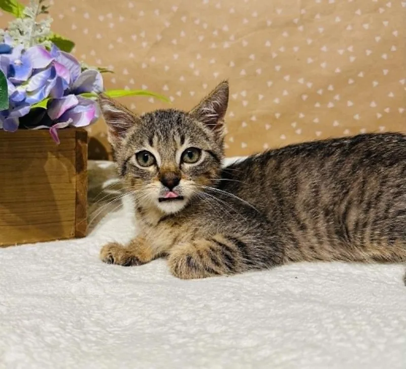A baby small-sized female Domestic Short Hair cat named Bangles for adoption in Groveland, MA