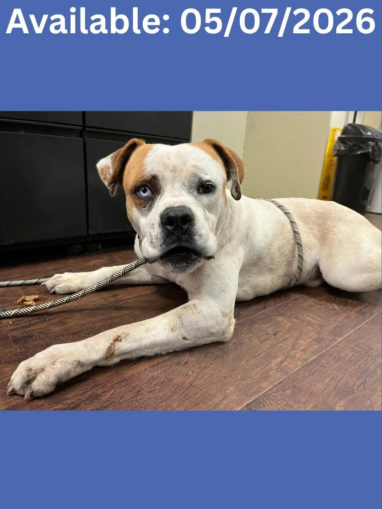 A young large-sized male American Bulldog dog named Dog Kennel  Blue for adoption in Greenville, TX