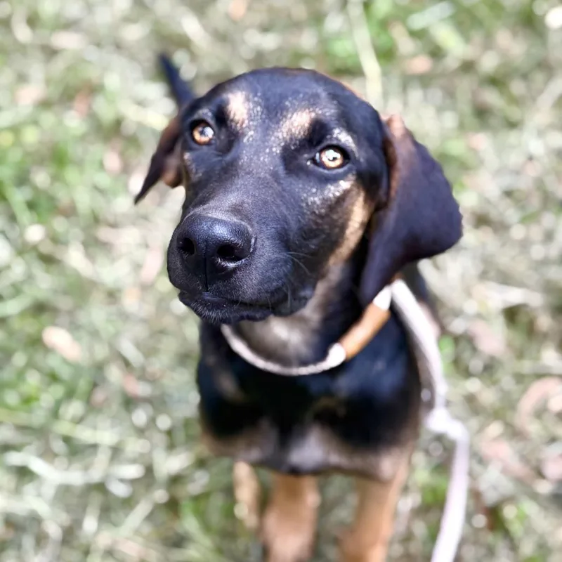 A young medium-sized male Black Labrador Retriever dog named Bruno for adoption in Bend, OR
