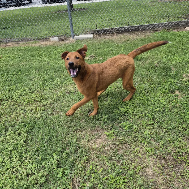 An adult medium-sized female Mixed Breed dog named Sabritas for adoption in Schertz, TX