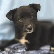 A baby small-sized male Black Mixed Breed dog named Croissant for adoption in West Olive, MI