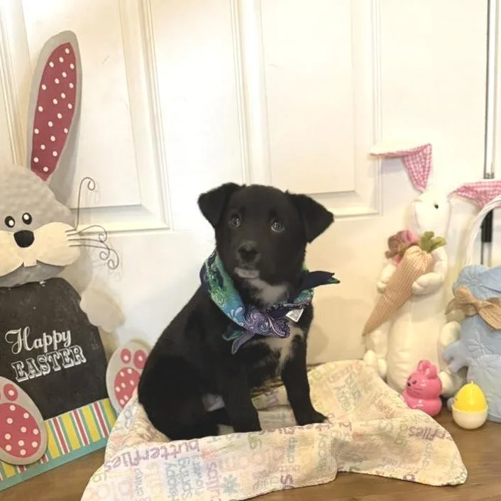 Croissant thumbnail 2