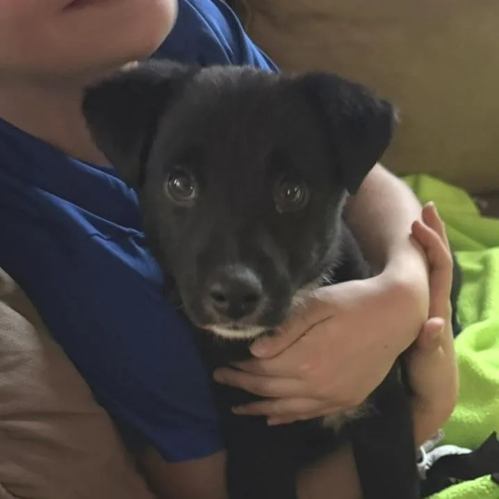 Croissant thumbnail 3