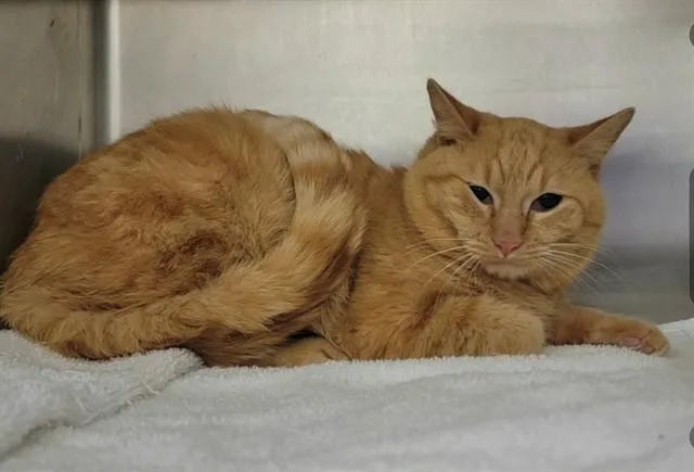 A young medium-sized male Domestic Short Hair cat named Strupwaffle for adoption in Saint Peters, MO