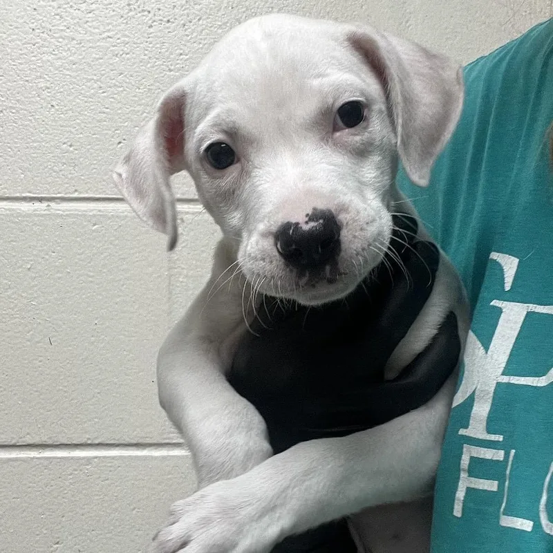 A baby small-sized male White / Cream Mixed Breed dog named Sonny for adoption in Lakeland, FL