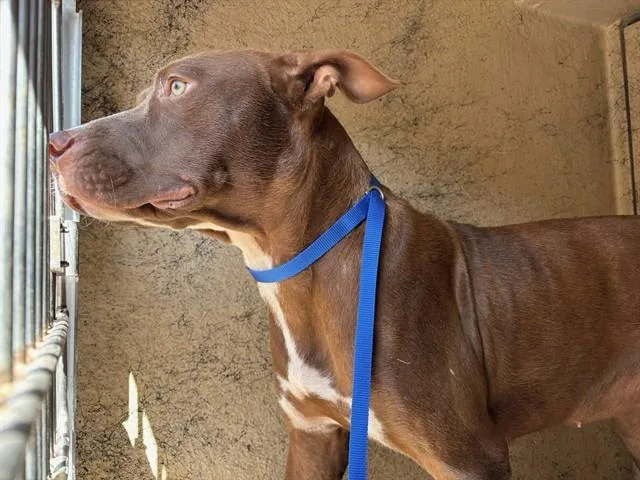 A young medium-sized female Pit Bull Terrier dog named Riley for adoption in Oklahoma City, OK
