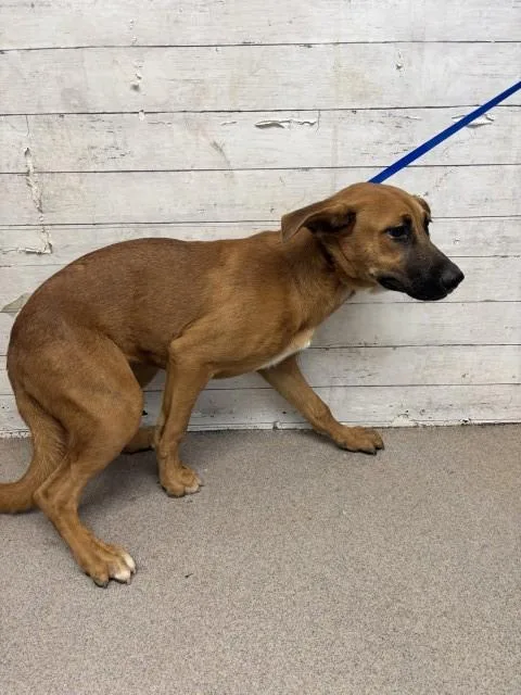 A young small-sized female German Shepherd Dog dog named Leia for adoption in San Bernardino, CA