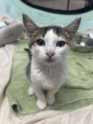 A baby small-sized male Domestic Short Hair cat named Dax for adoption in Honolulu, HI