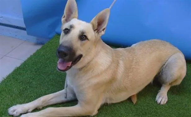A young large-sized female German Shepherd Dog dog named Luna for adoption in Gardena, CA