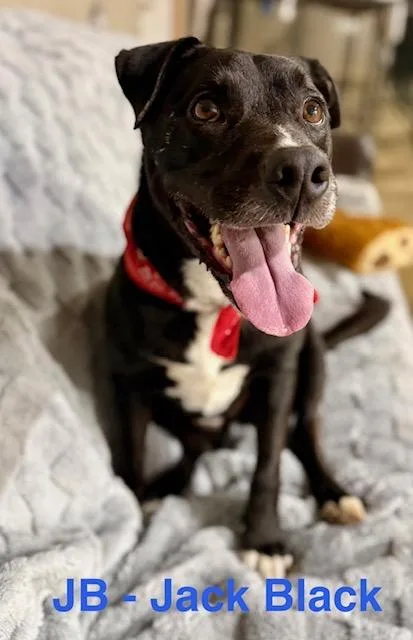 Jack Black thumbnail 3