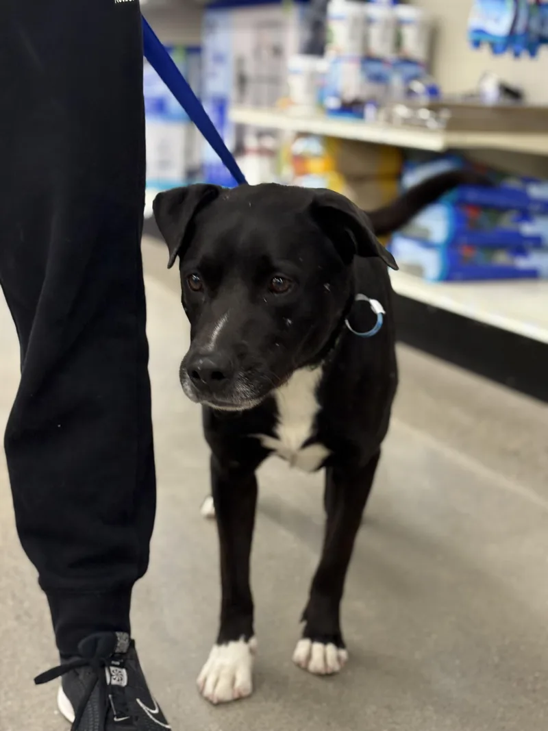 Jack Black thumbnail 4