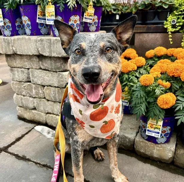 An adult medium-sized male Australian Cattle Dog / Blue Heeler dog named Ned for adoption in Las Vegas, NV