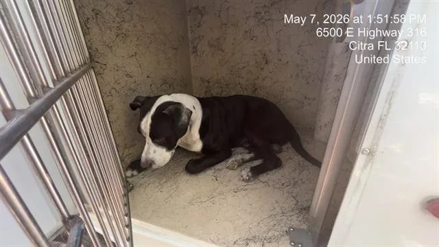 An adult medium-sized male Pit Bull Terrier dog named Chaplin for adoption in Ocala, FL