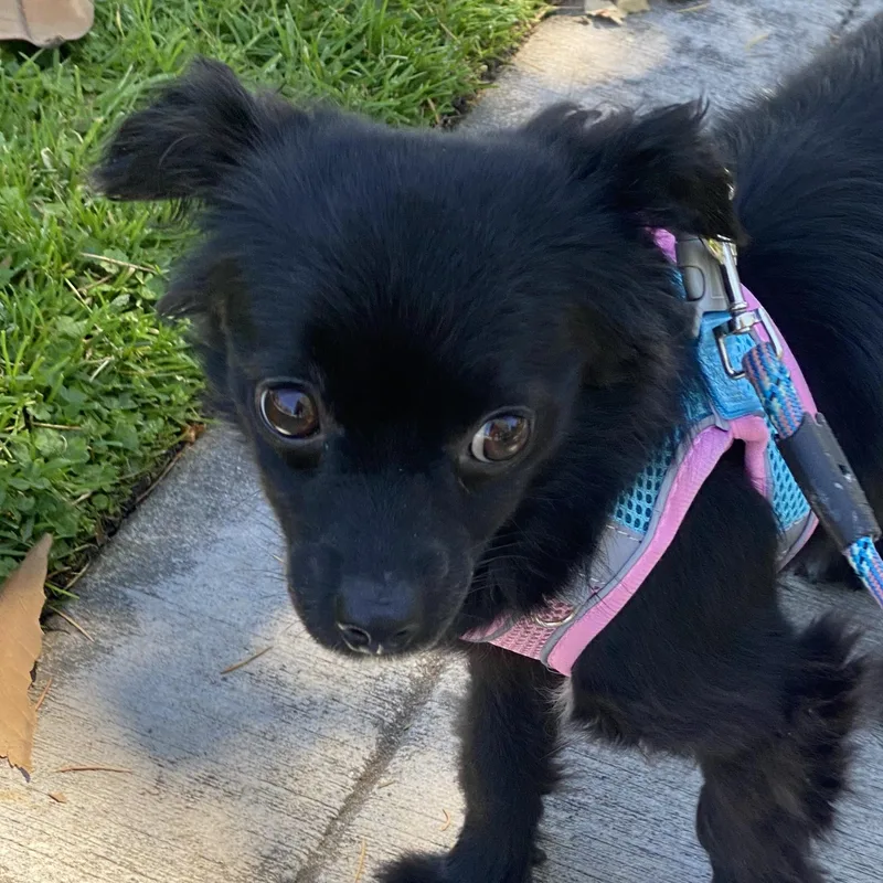 An adult small-sized female Black Chihuahua dog named Oso for adoption in Whittier, CA