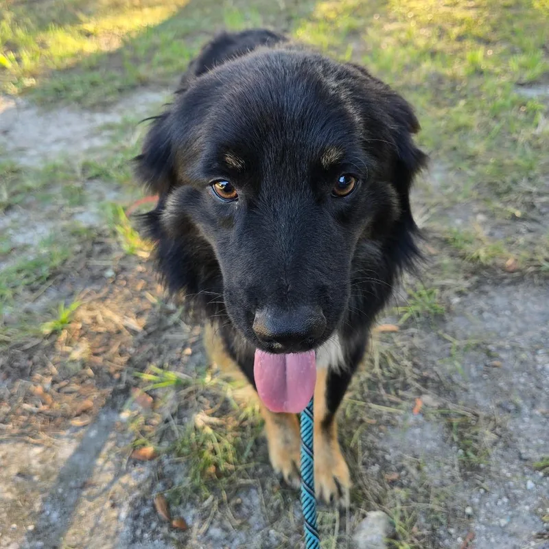 A young medium-sized male Australian Shepherd dog named Phoenix for adoption in Williston, FL