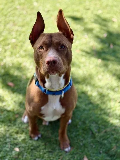 An adult medium-sized male Pit Bull Terrier dog named Brutus for adoption in Daytona Beach, FL
