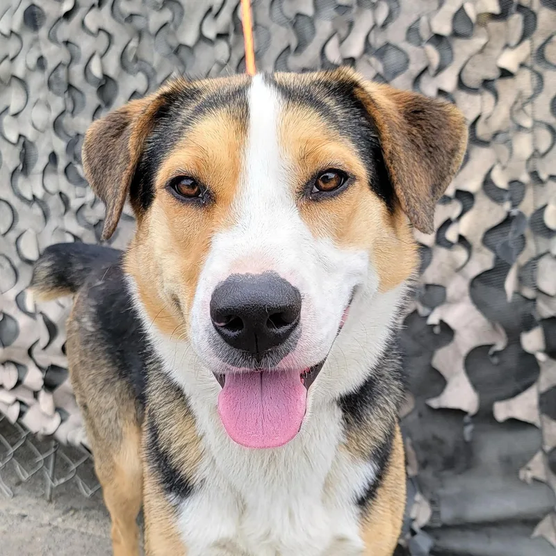 A young medium-sized male Tricolor (Brown, Black, & White) Australian Shepherd dog named Tobi for adoption in Camp Pendleton, CA