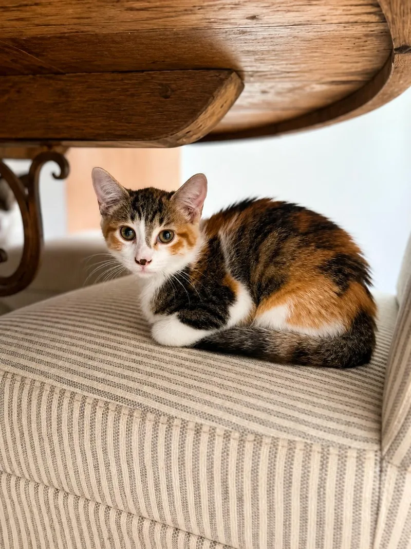 A baby medium-sized female Torbie Domestic Short Hair cat named Tadpole for adoption in Houston, TX
