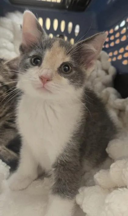 Callie