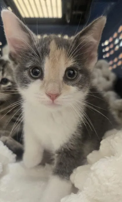 Callie thumbnail 2
