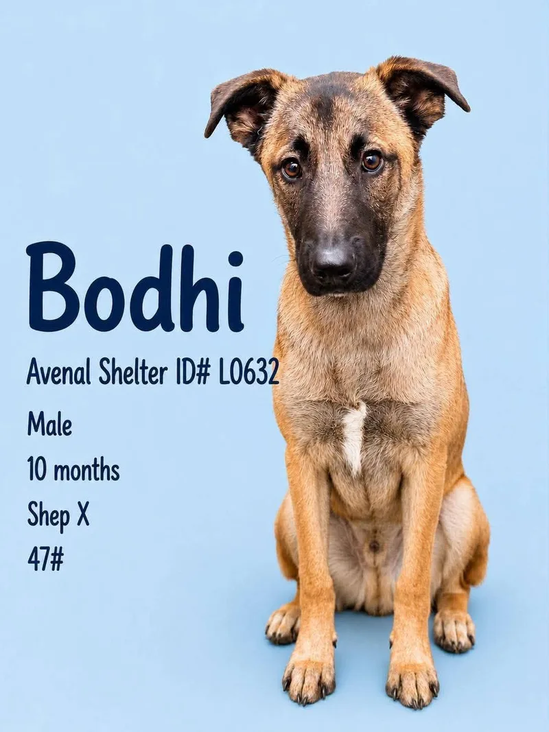 A young medium-sized male Shepherd dog named Bodhi for adoption in Avenal, CA