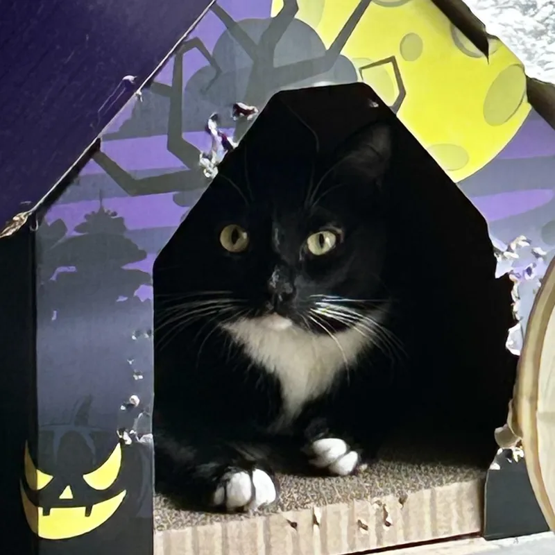 Lysandra thumbnail 2