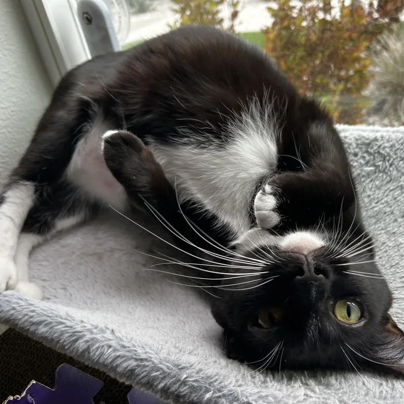 Lysandra thumbnail 3