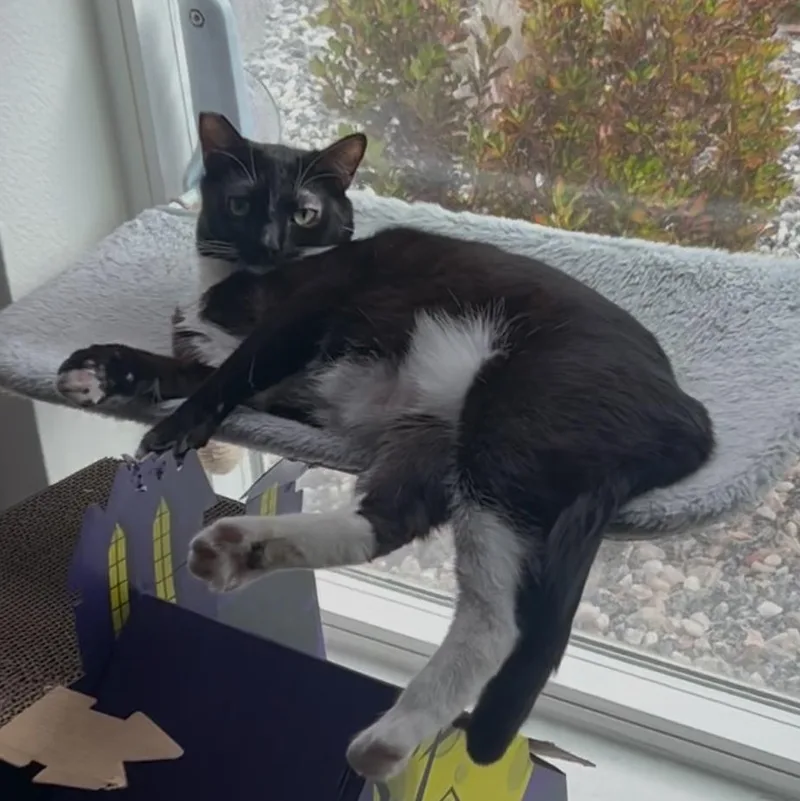 Lysandra thumbnail 4