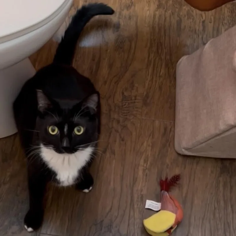 Lysandra thumbnail 5