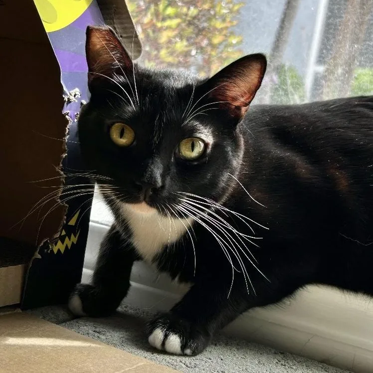 Lysandra thumbnail 6