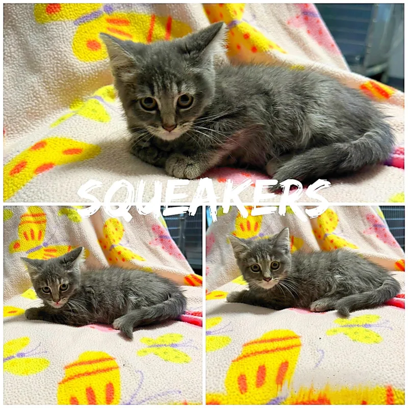 A baby medium-sized female Tabby (Gray / Blue / Silver) Domestic Long Hair cat named Squeakers for adoption in Saint James, MO