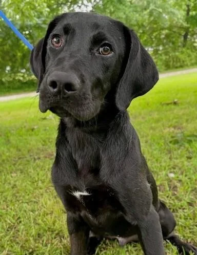 Pup Solace