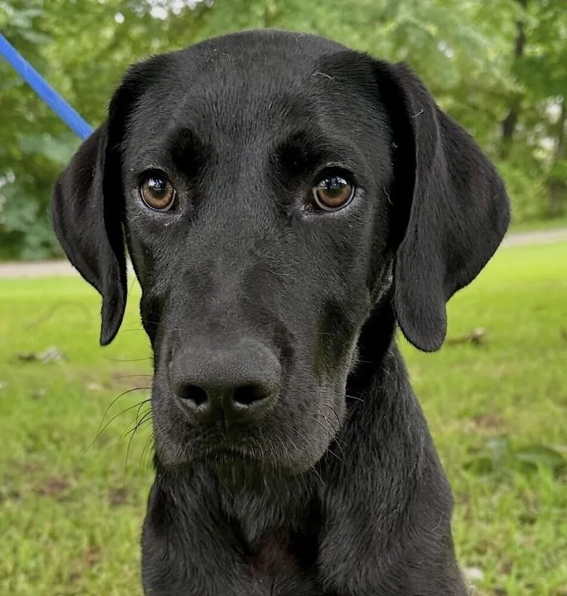 Pup Solace thumbnail 2
