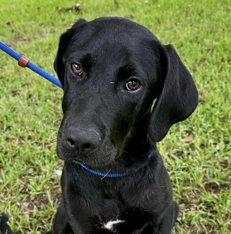 Pup Solace thumbnail 3